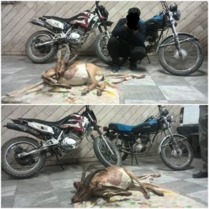 دستگیری متخلفین سرسخت و باسابقه شکار و صید در کاشان