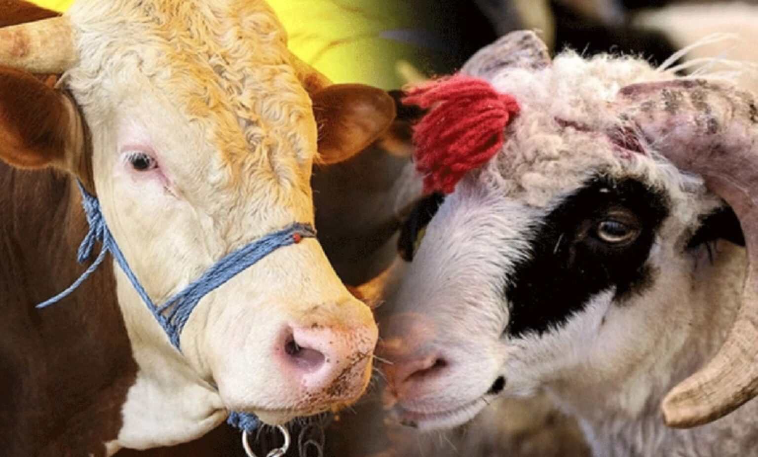 Kurban fiyatları yüzde 30 düşüyor! Kurbanlıklarınızı bu tarihte alın