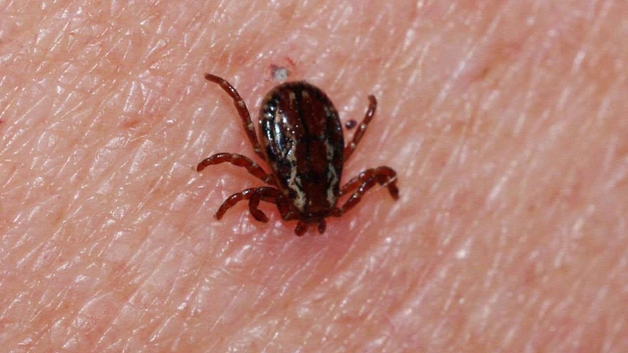 Sivas’ta KKKA Alarmı: Can Kaybı Artıyor, Uzmanlardan Kritik Uyarı